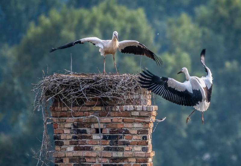 Expert Chimney Animal Removal in Wellesley, MA Professional Chimney Animal Removal Services in Wellesley, Massachusetts