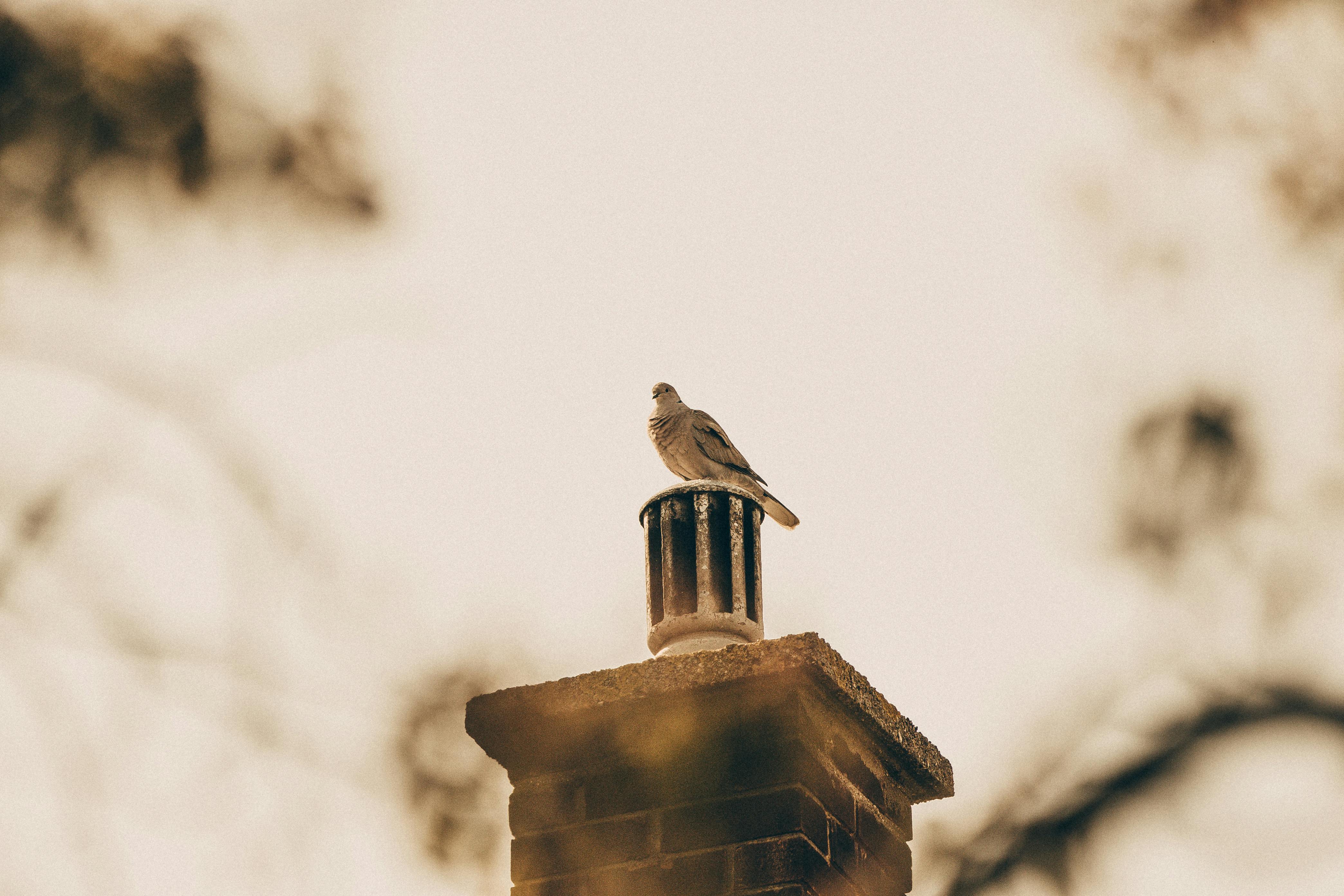 Professional Chimney Cap Installation Services in Wellesley, MA Expert Chimney Cap Installation in Wellesley, Massachusetts